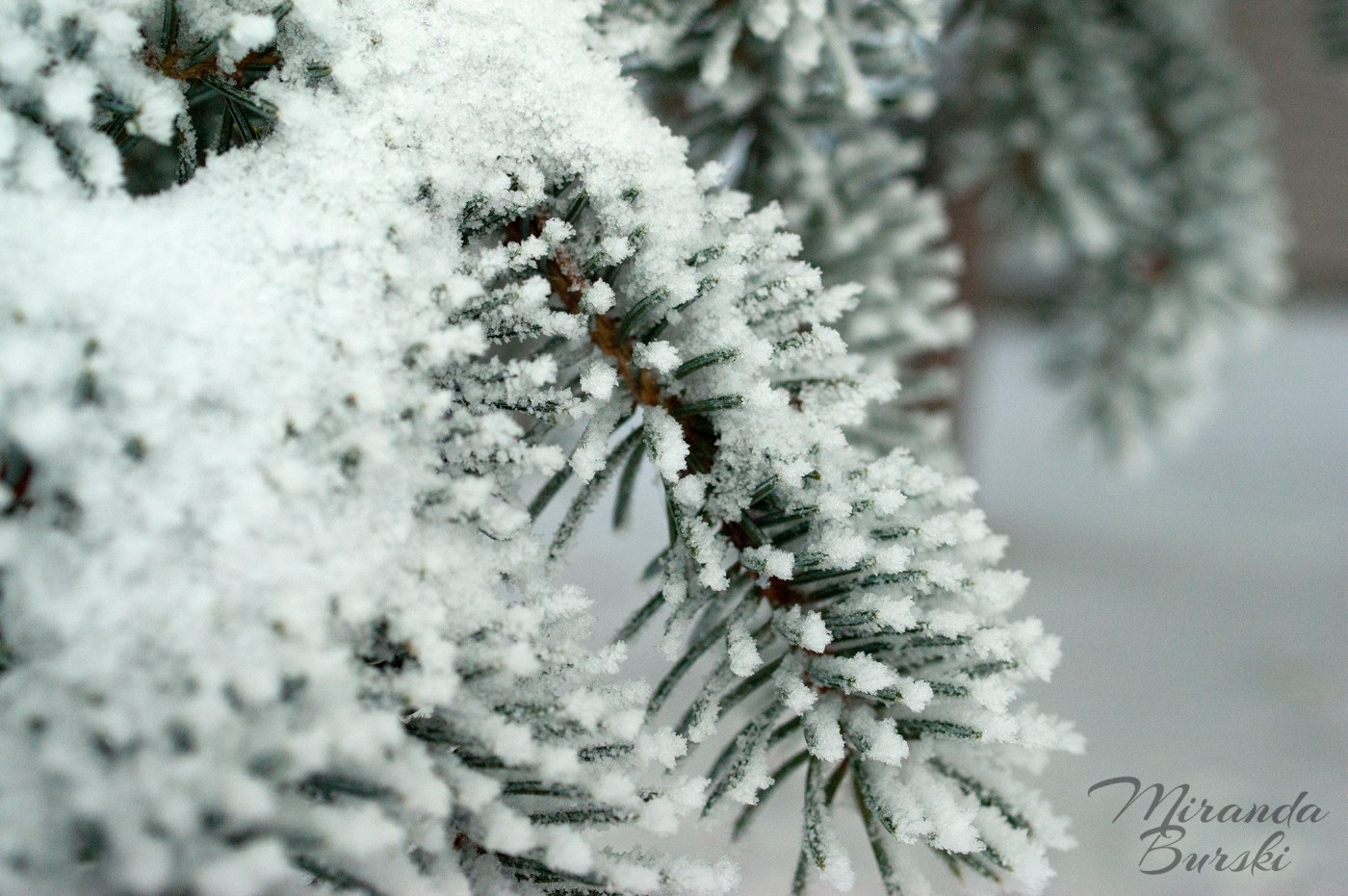 Snow covering pine needles.