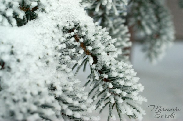 Snow covering pine needles.