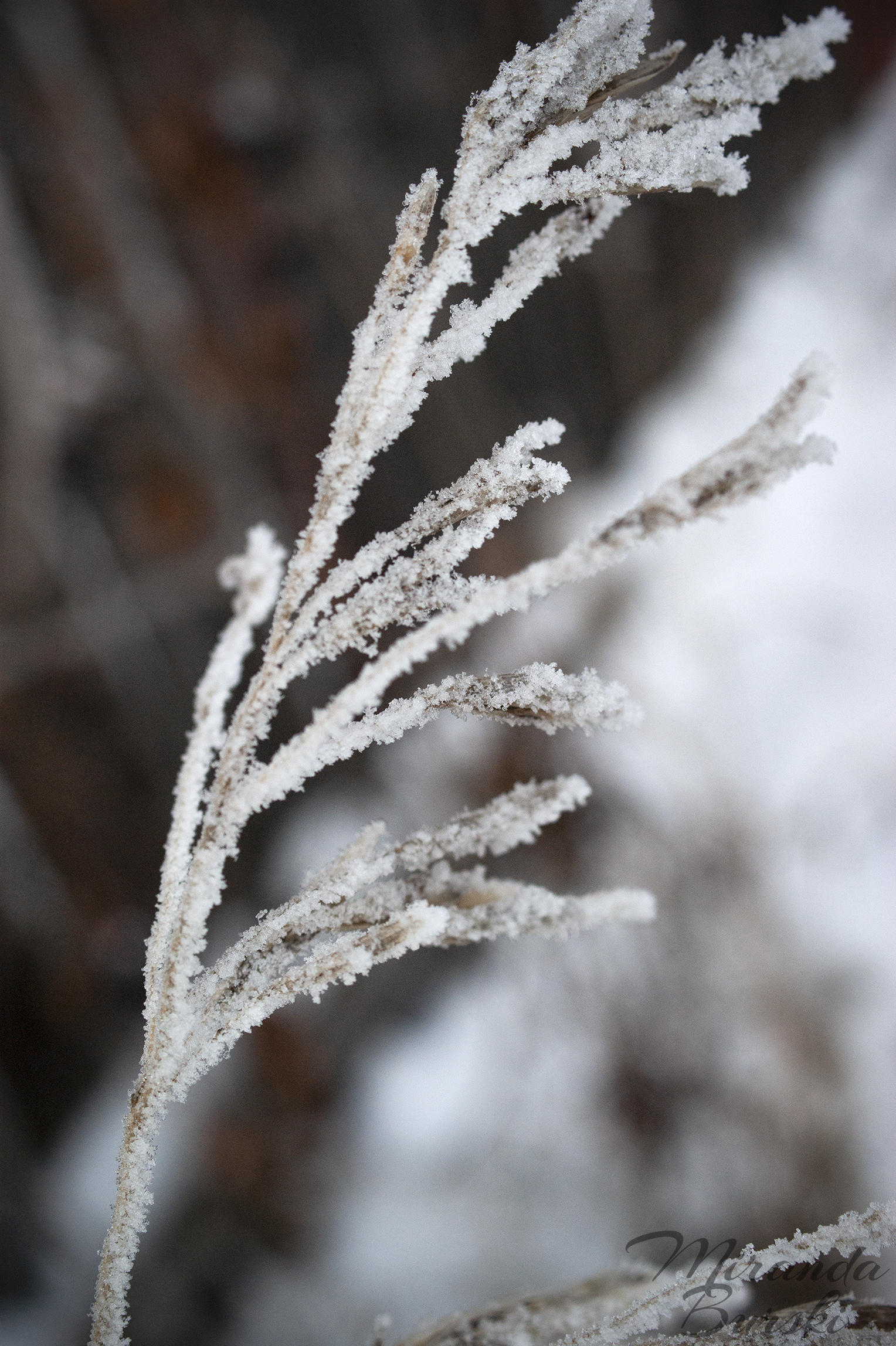A dead plant covered in frost.