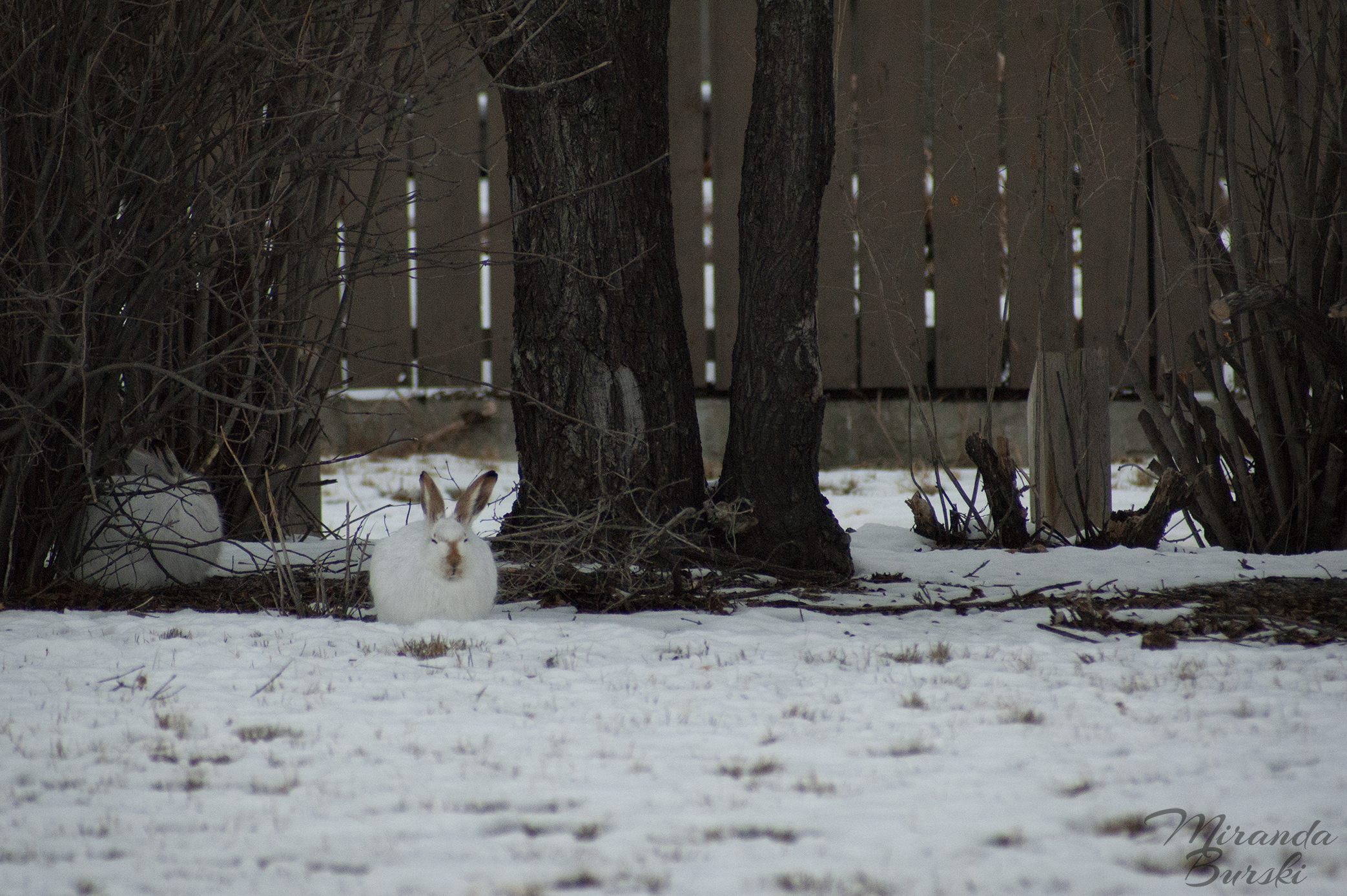 Two white and brown jack rabbits, sleeping on snow near trees and a fence.