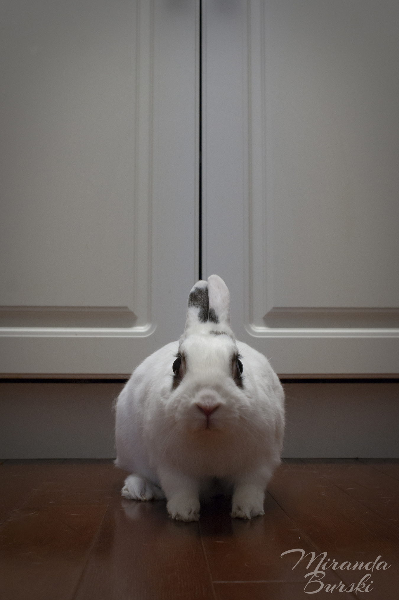 A white and black rabbit in front of cuboards.