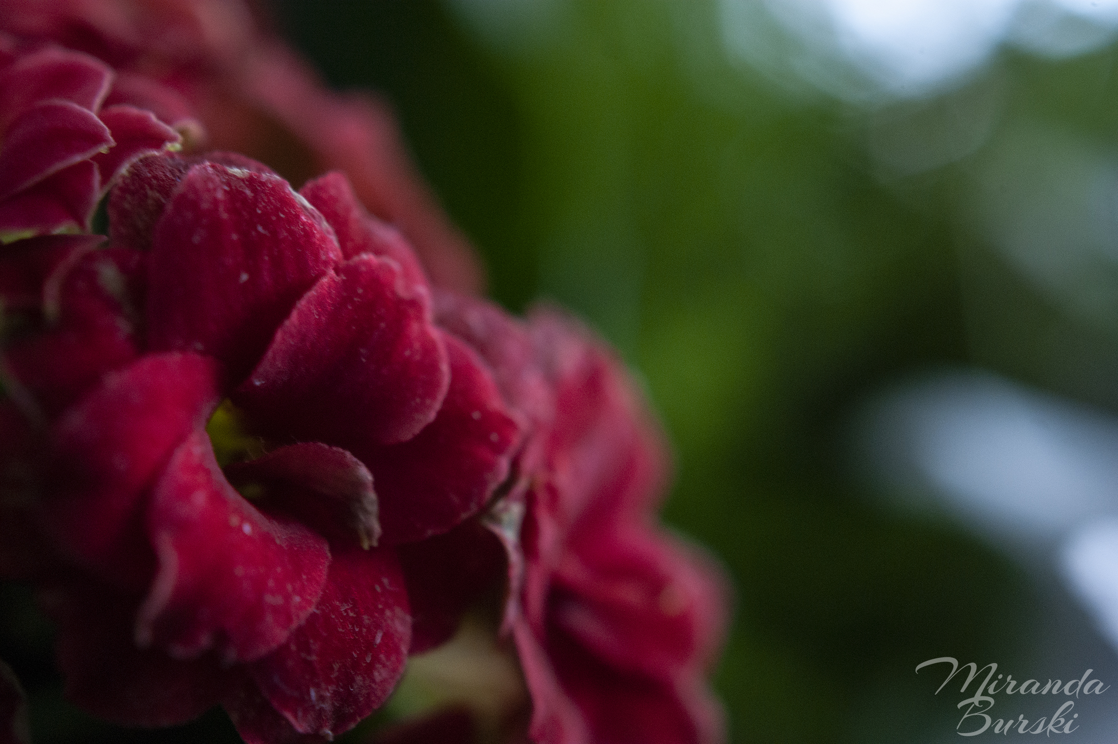 A close-up of small, red flowers on a green background.