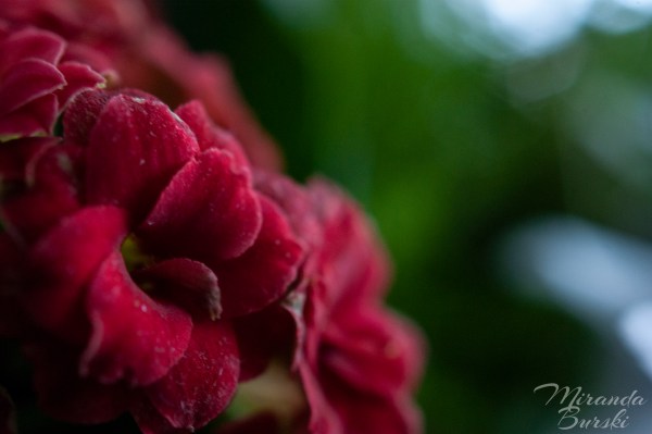 A close-up of small, red flowers on a green background.