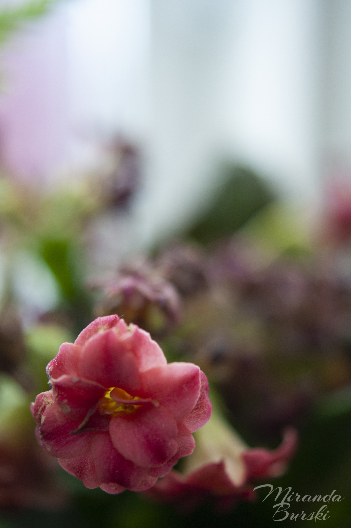 Pink flowers on a colourful background.