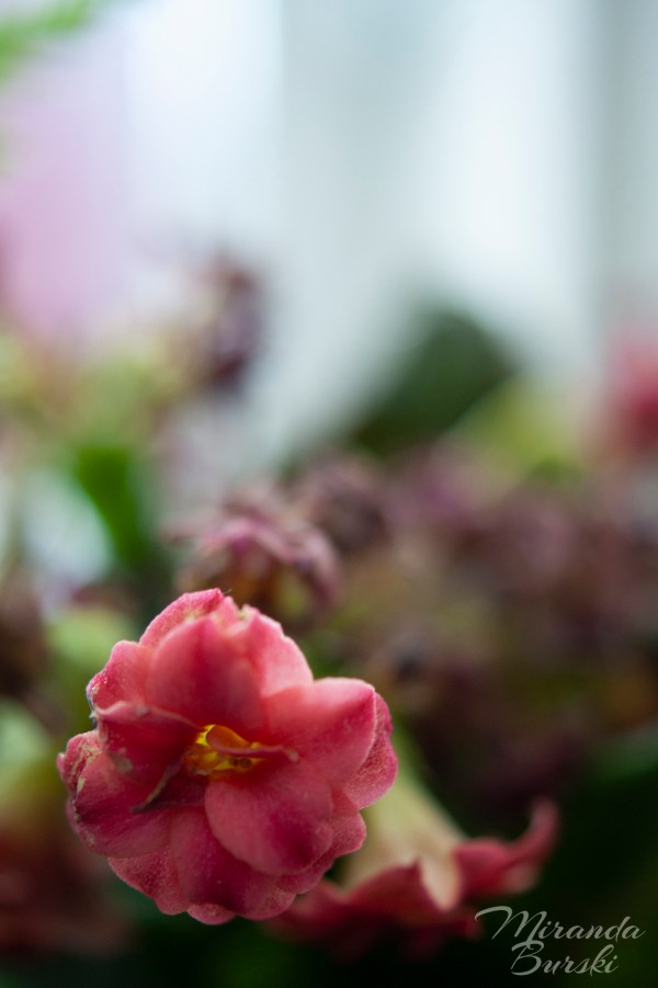 Pink flowers on a colourful background.