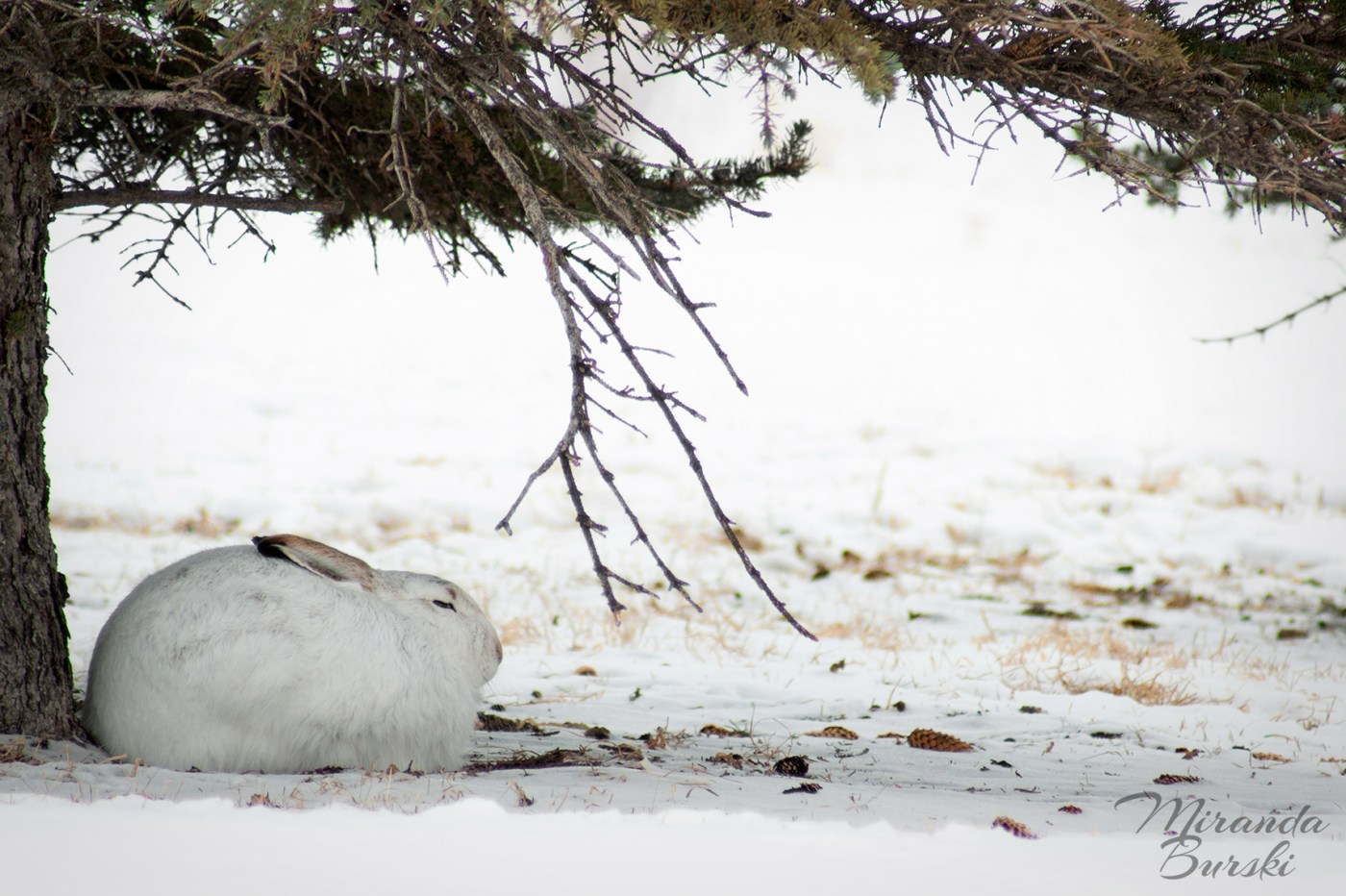 A white rabbit napping under a tree, with snow in the background.