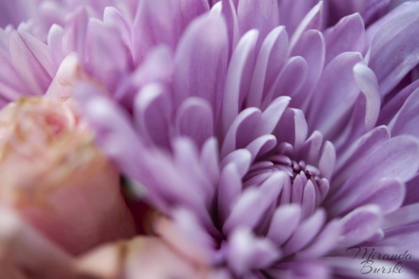 A close-up of purple and pink flowers.