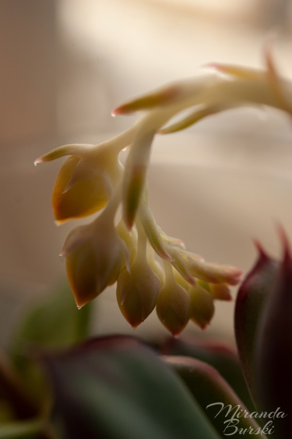 Flower buds growing on a succulent, softly lit by sunlight.