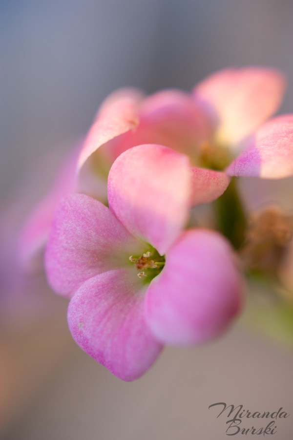 A close-up of three small, pink flowers.