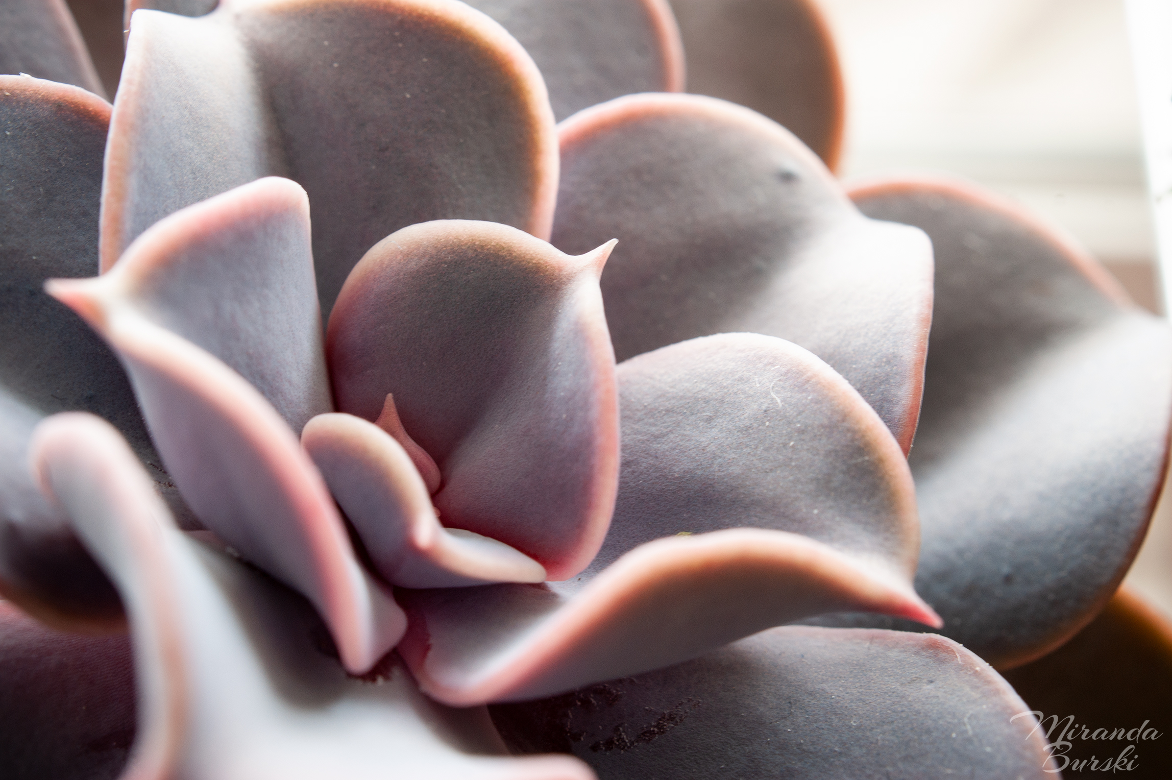 A close-up of leaves on a succulent plant.