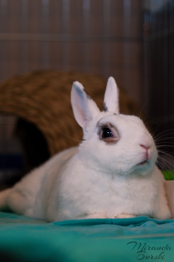 A white and black rabbit laying on a teal blanket.