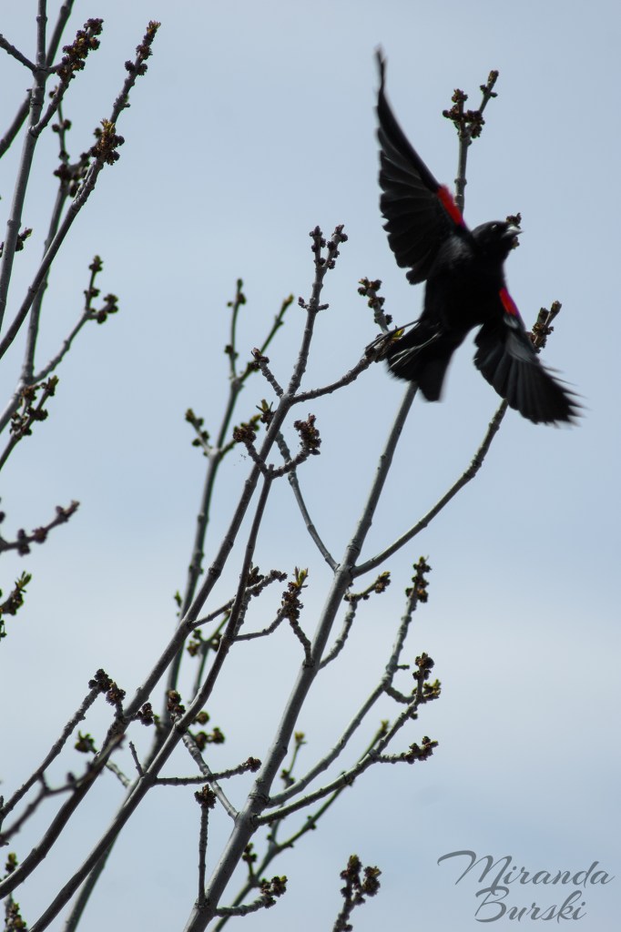 A red-winged blackbird taking flight.