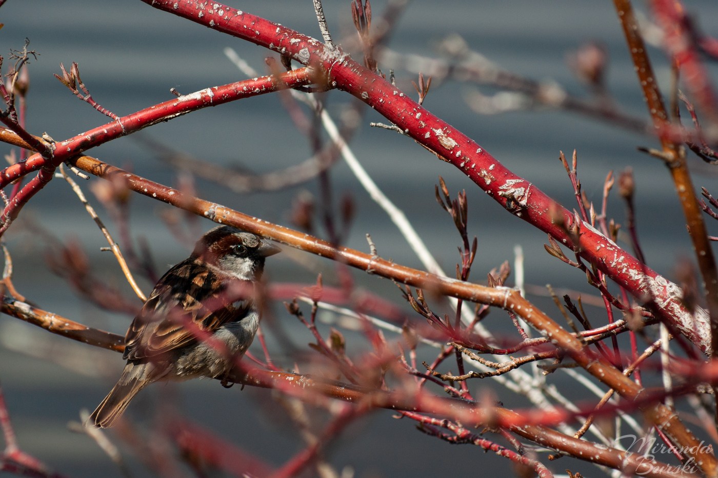 A small bird sitting in a cluster of branches.