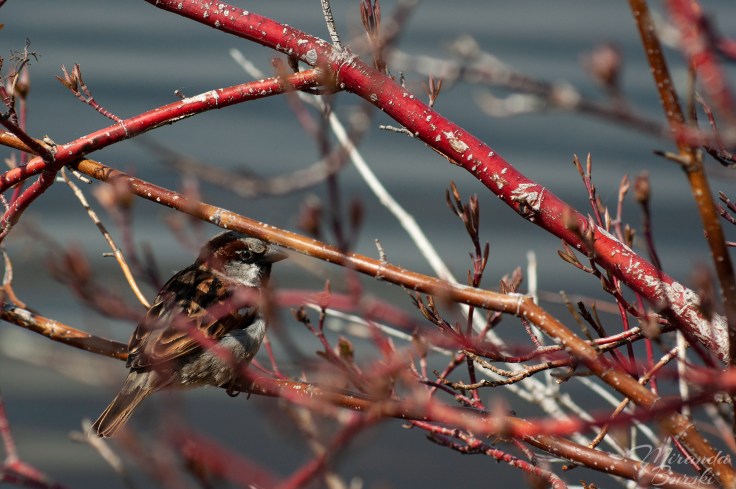 A small bird sitting in a cluster of branches.