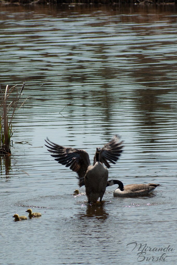 A family of geese on a lake.