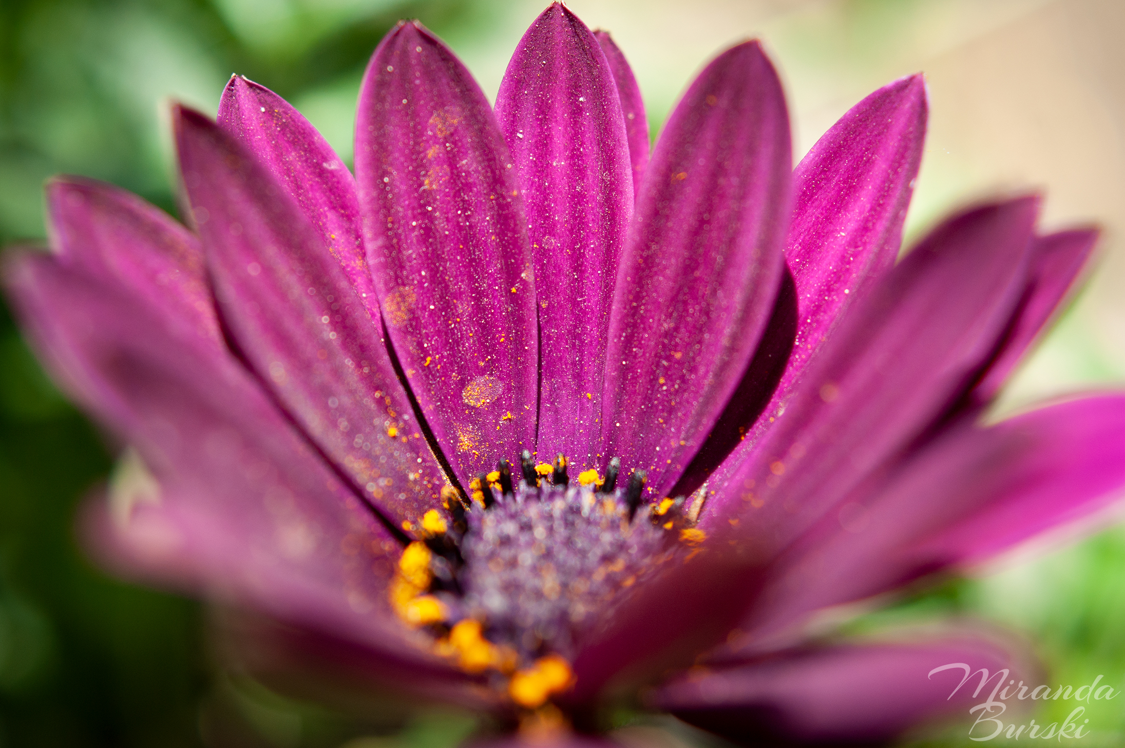 A close-up of a purple daisy, with pollen on its petals.