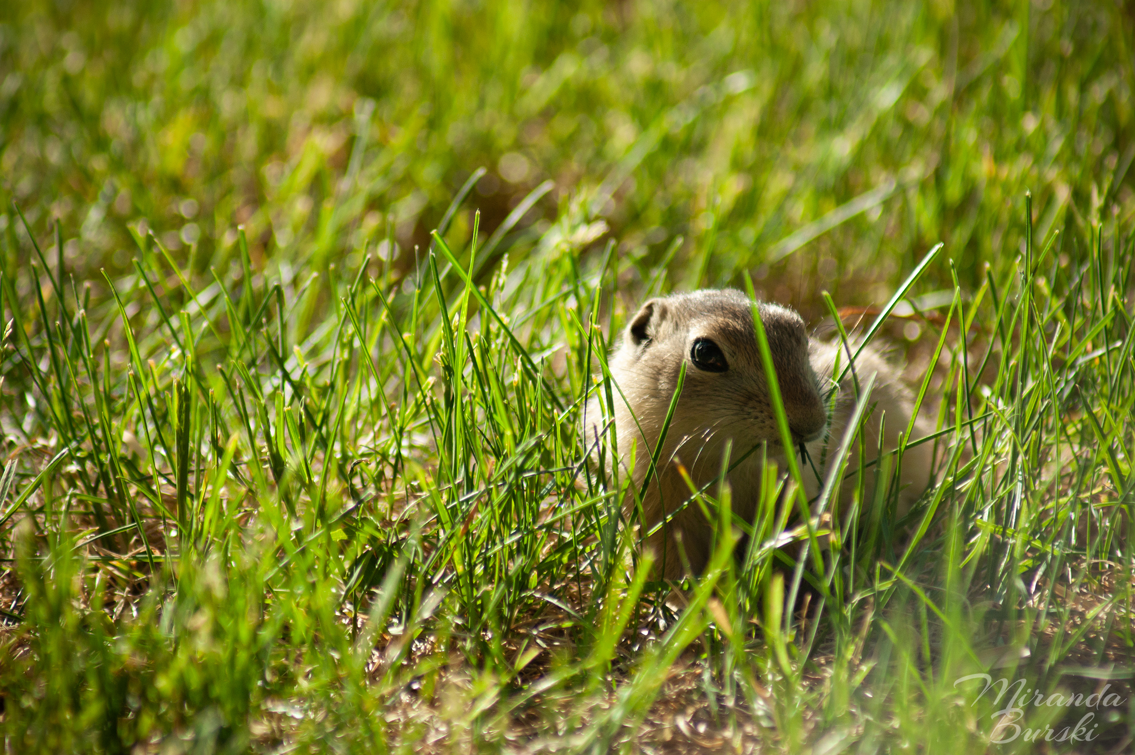 A young gopher in grass.