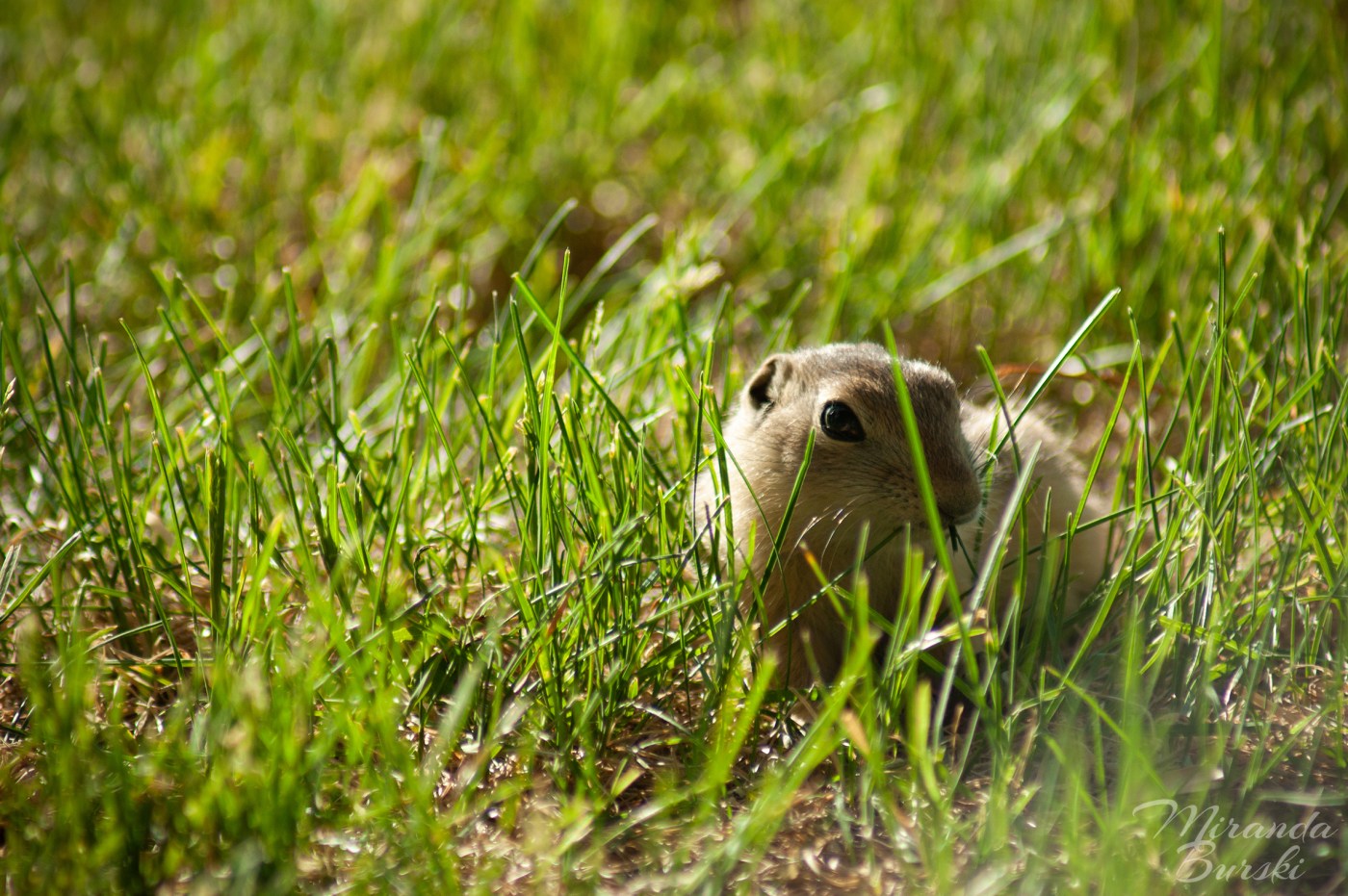 A young gopher in grass.