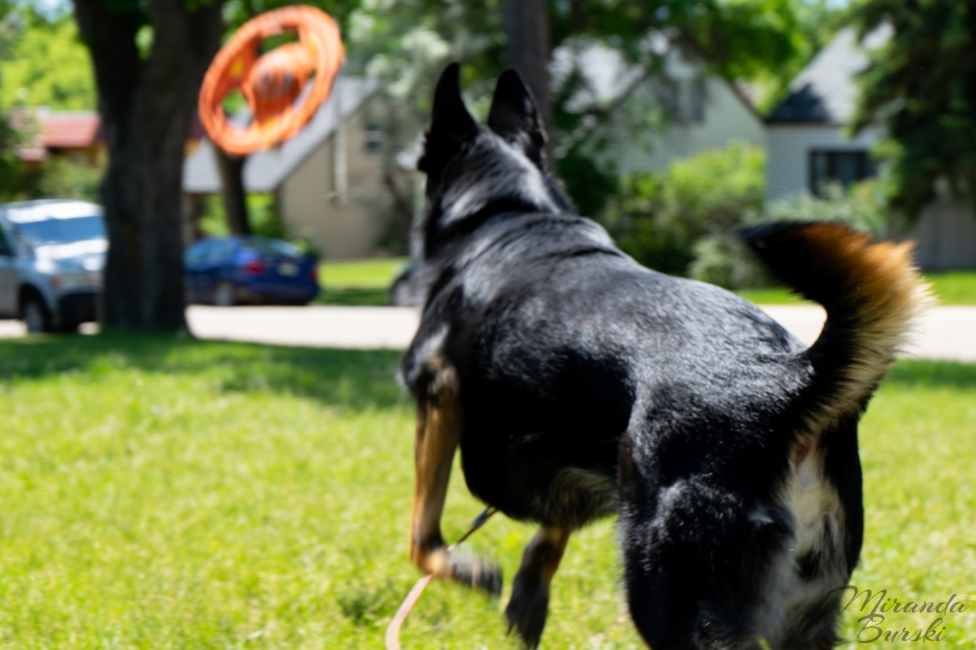 A German shepherd-border collie cross dog playing fetch