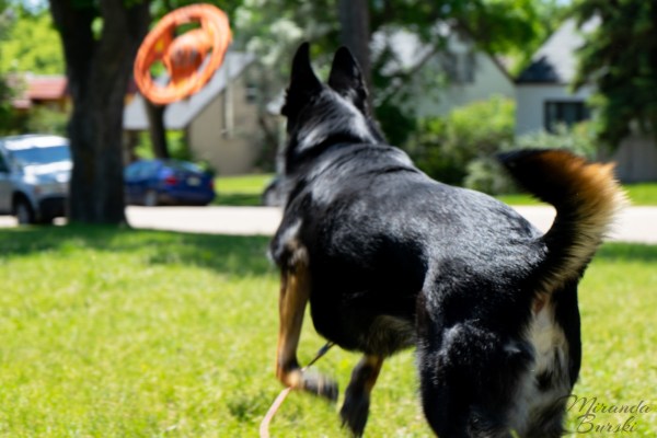 A German shepherd-border collie cross dog playing fetch