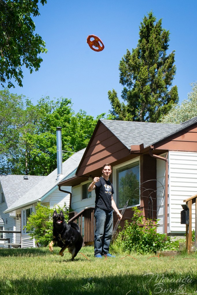 A profile portrait of a German sheperd-border collie cross dog