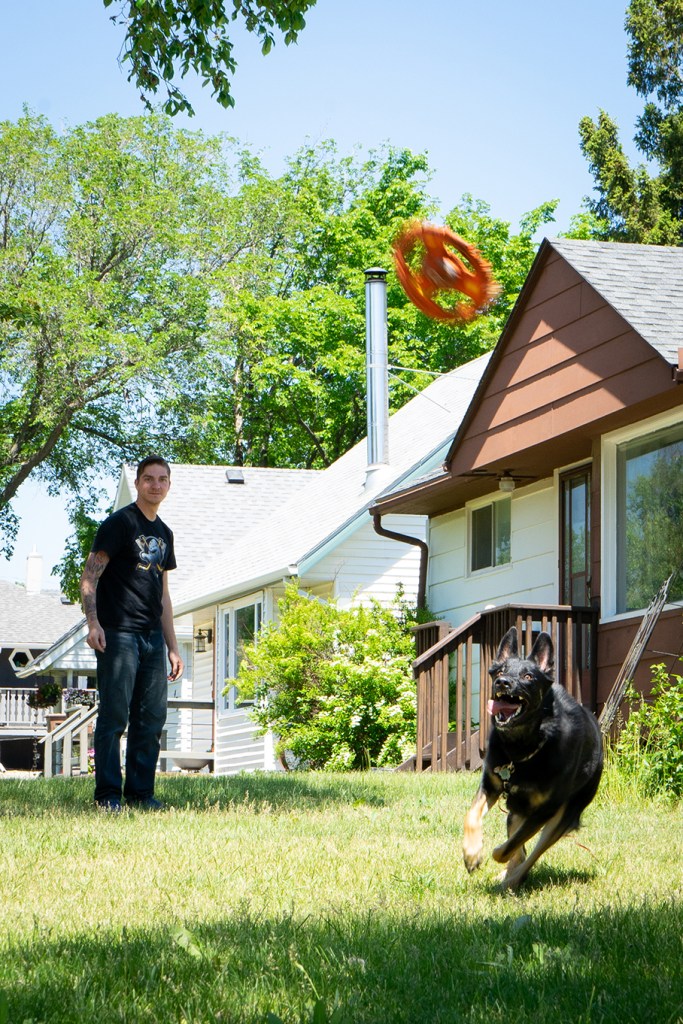 A profile portrait of a German sheperd-border collie cross dog