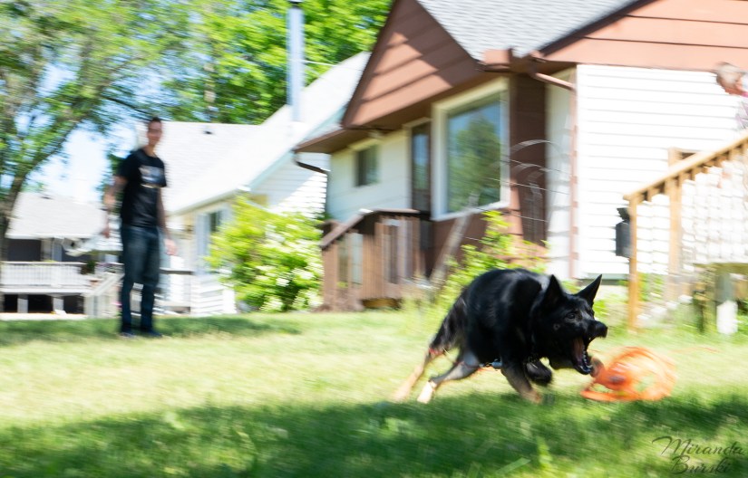 A profile portrait of a German sheperd-border collie cross dog