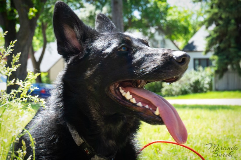 A profile portrait of a German shepherd-border collie cross dog