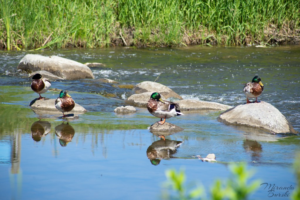Four ducks resting on rocks in a creek.