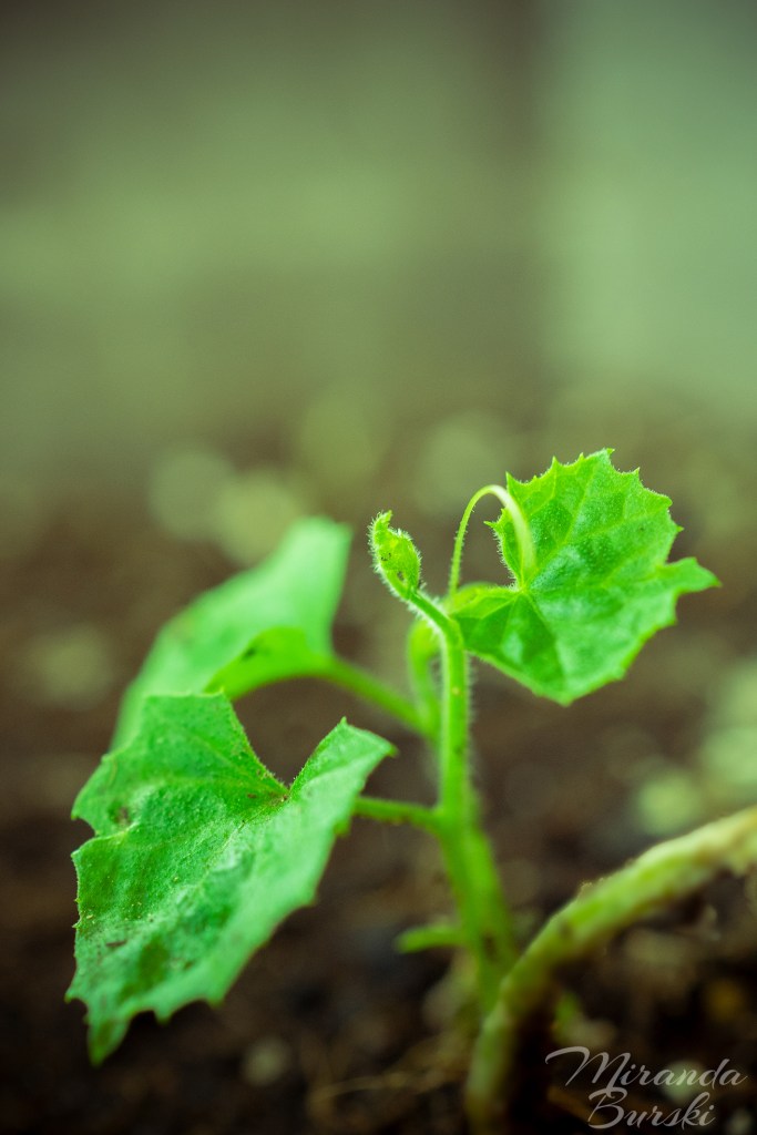 A small green plant.