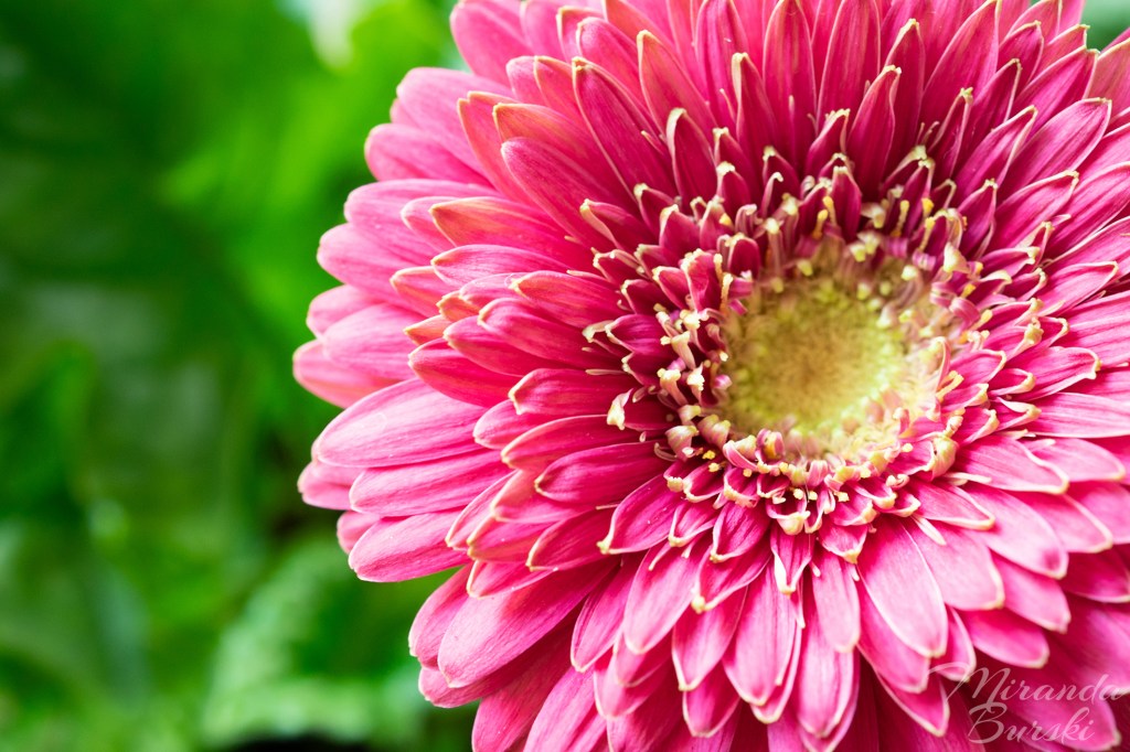 A close-up of a pink flower.