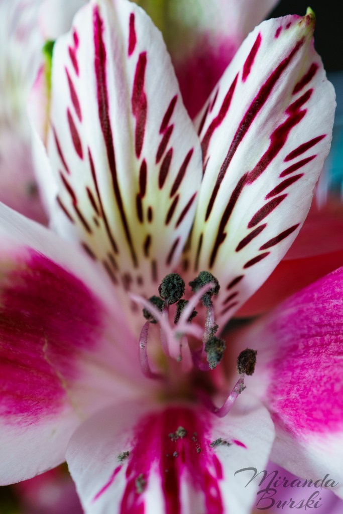 A close-up of a pink and white orchid.