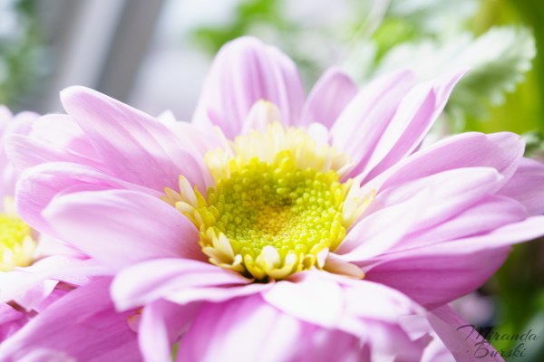 A close-up of a purple flower.
