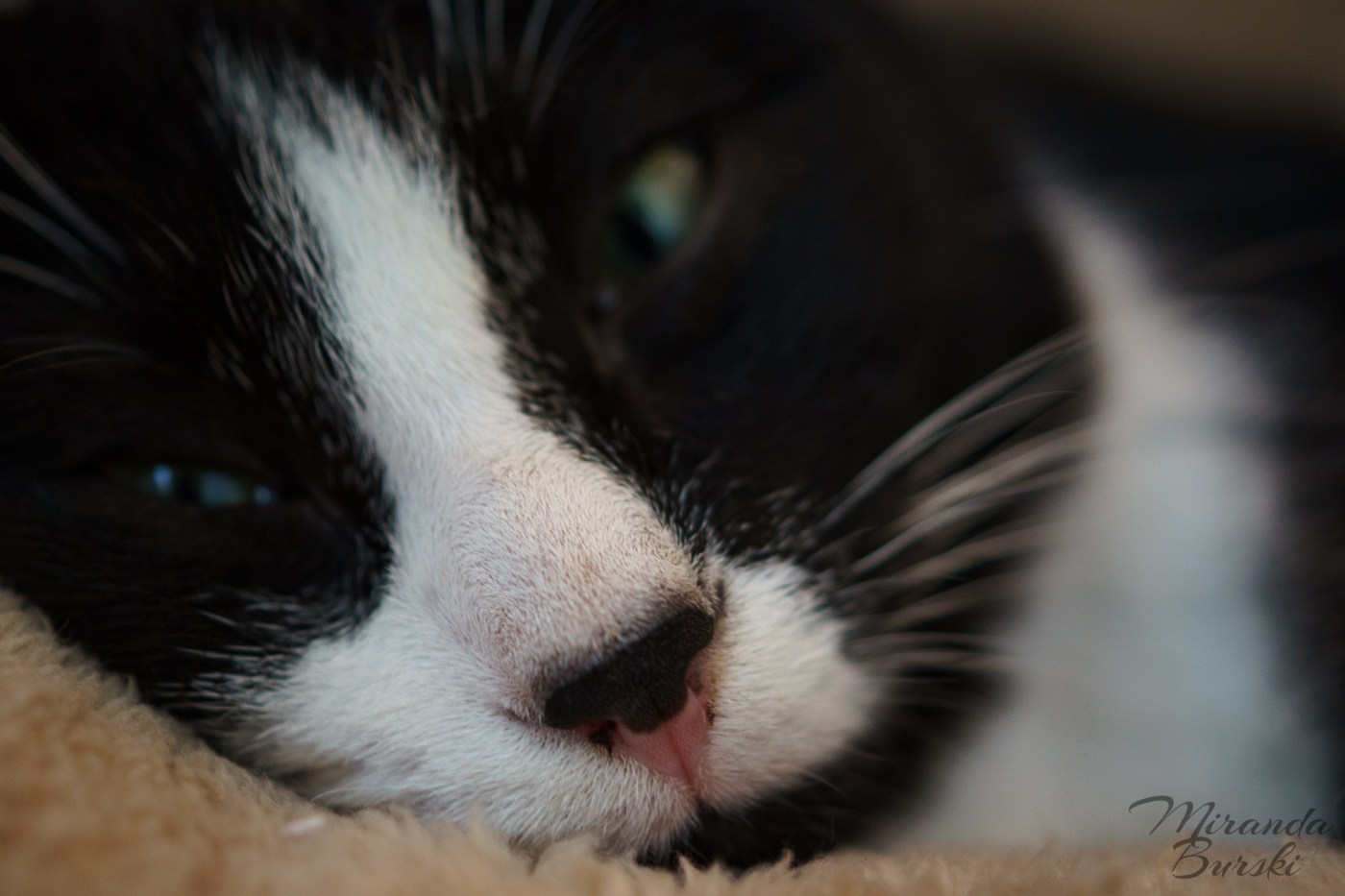 A close-up of a black and white kitten's nose.