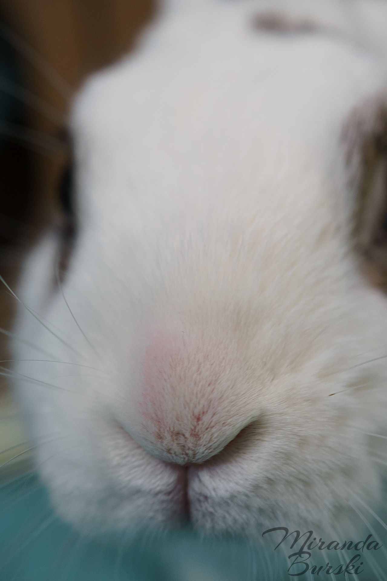 A close-up of a white and black rabbit's nose.