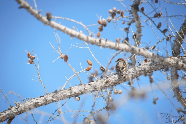 A small bird sitting on the branches of a tree.