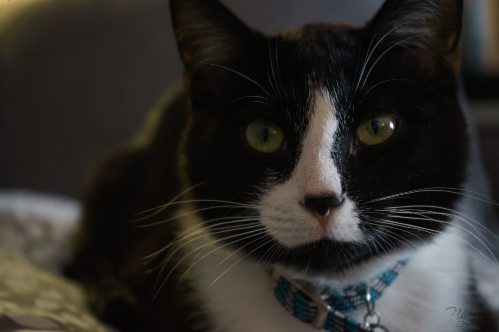 A black and white cat, looking at the camera.