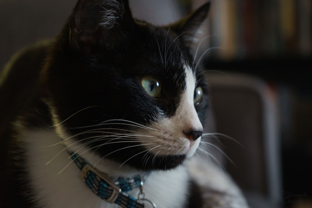 A black and white cat, looking off to the right.
