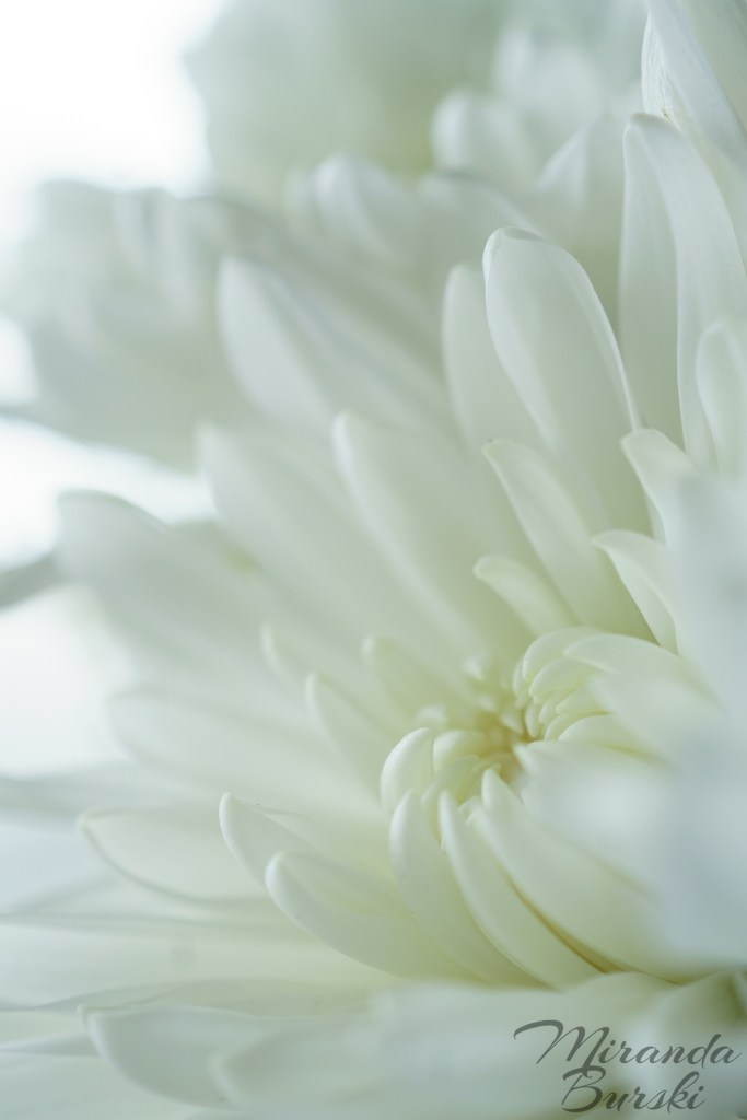 A close-up of a white flower.