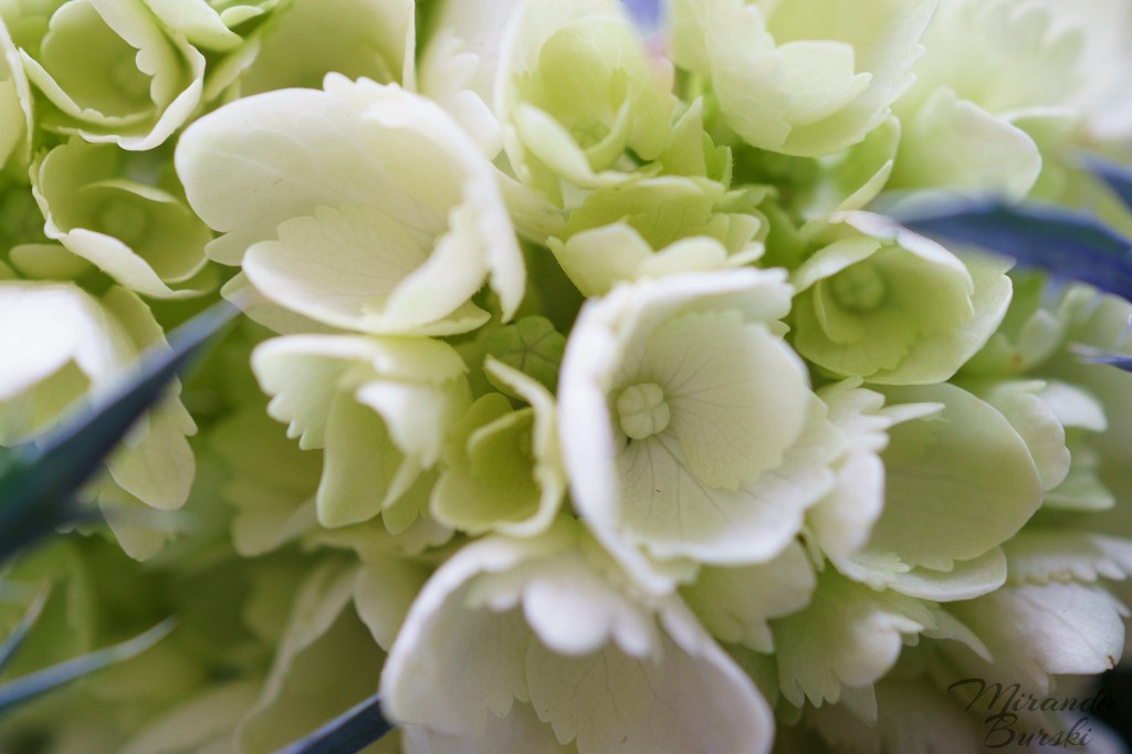 A close-up of small white and blue flowers.