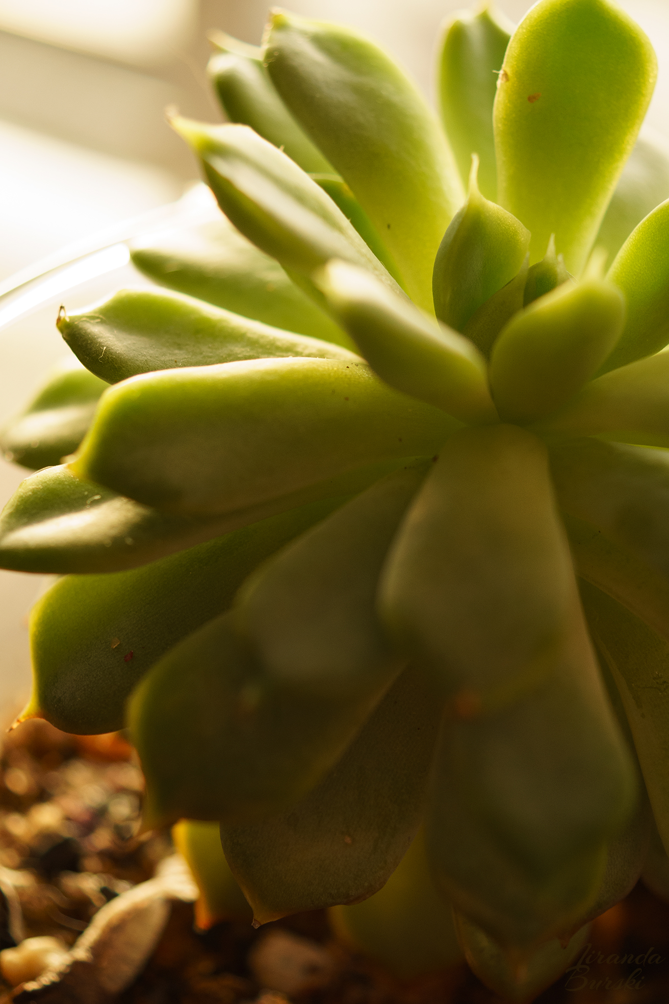 A close-up of a succulent at sunset.