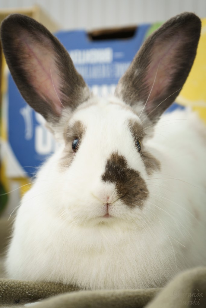 A spotted white rabbit with large ears.