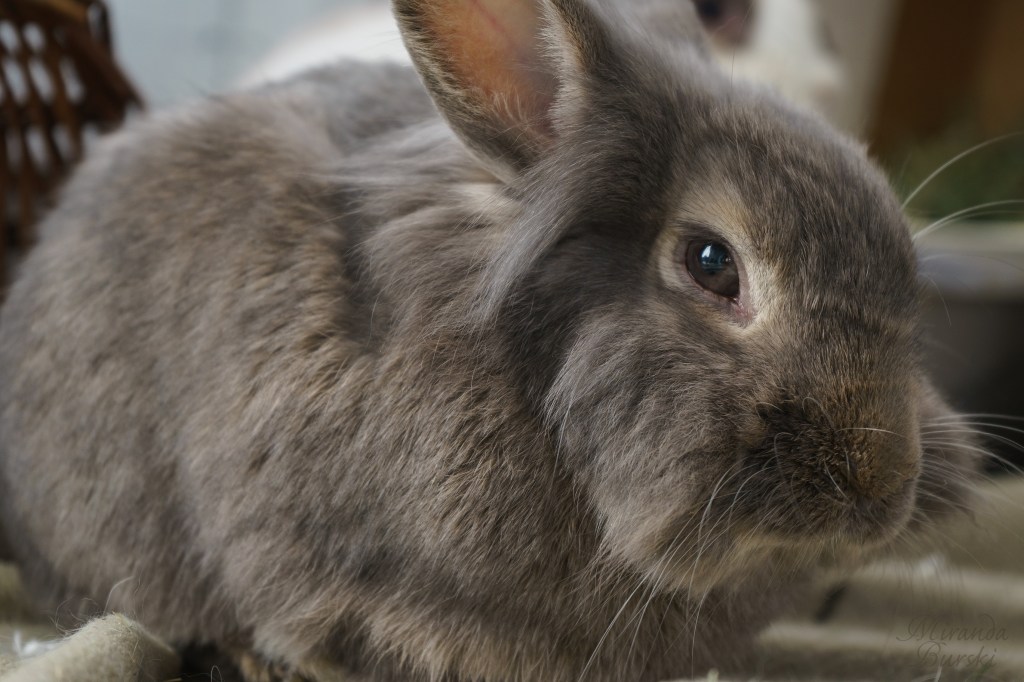 A small grey and brown rabbit.
